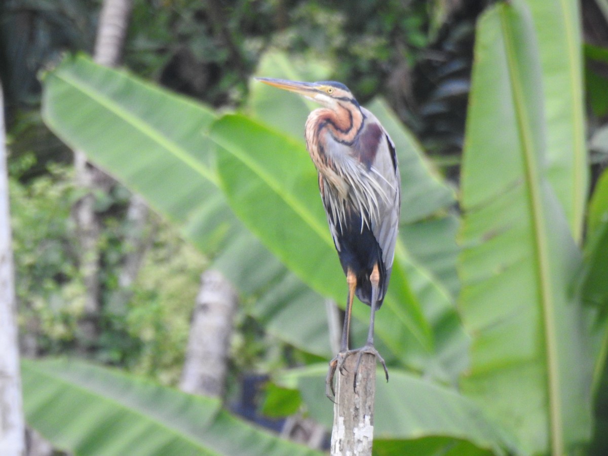 אנפה ארגמנית - ML646384209