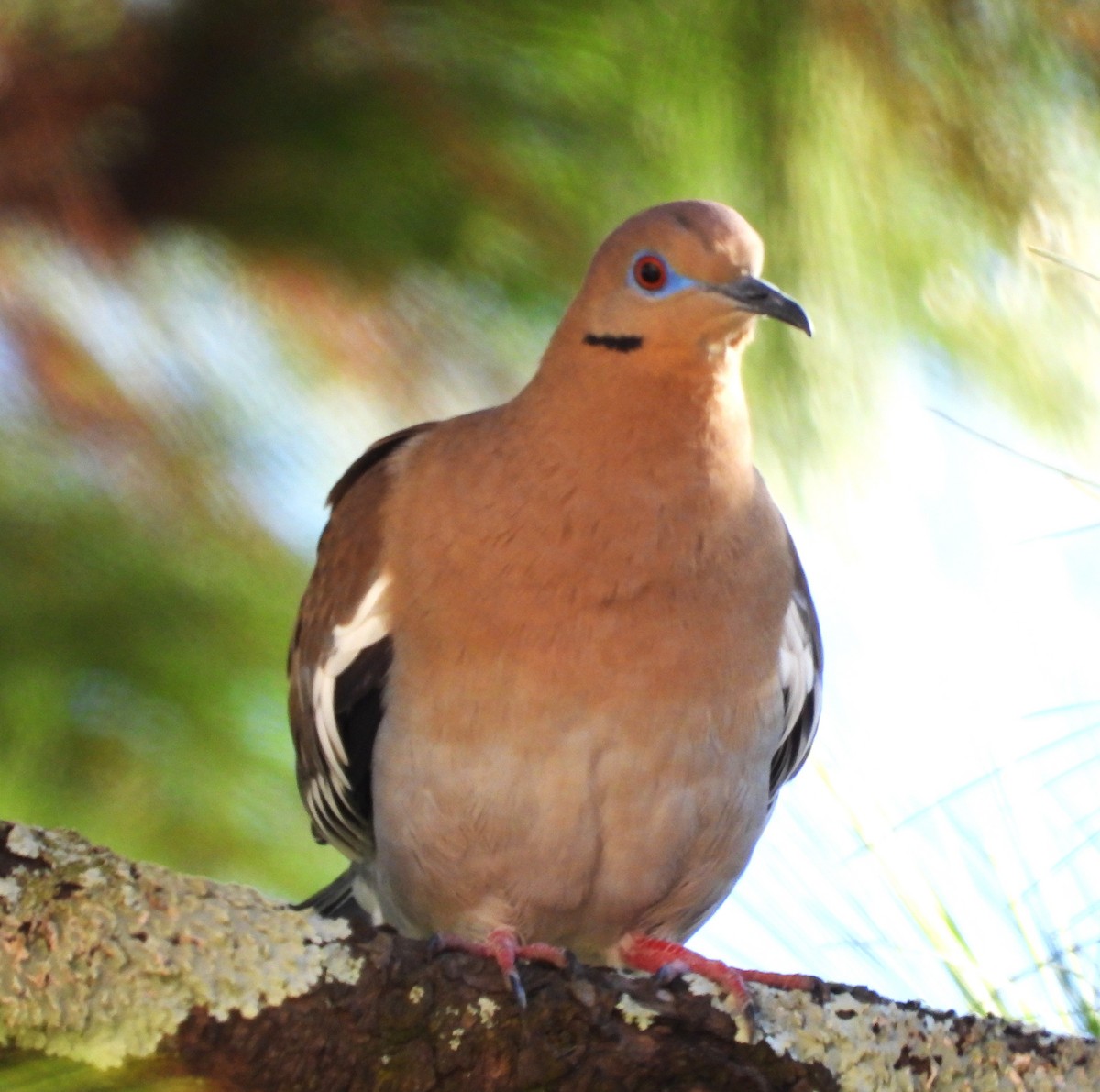 White-winged Dove - ML646384210