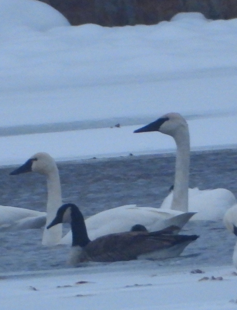 ברבור קטן - ML646384212