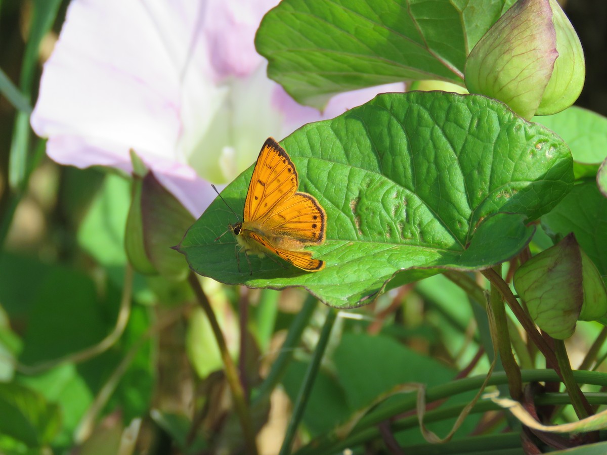 Maui's copper - ML646384213