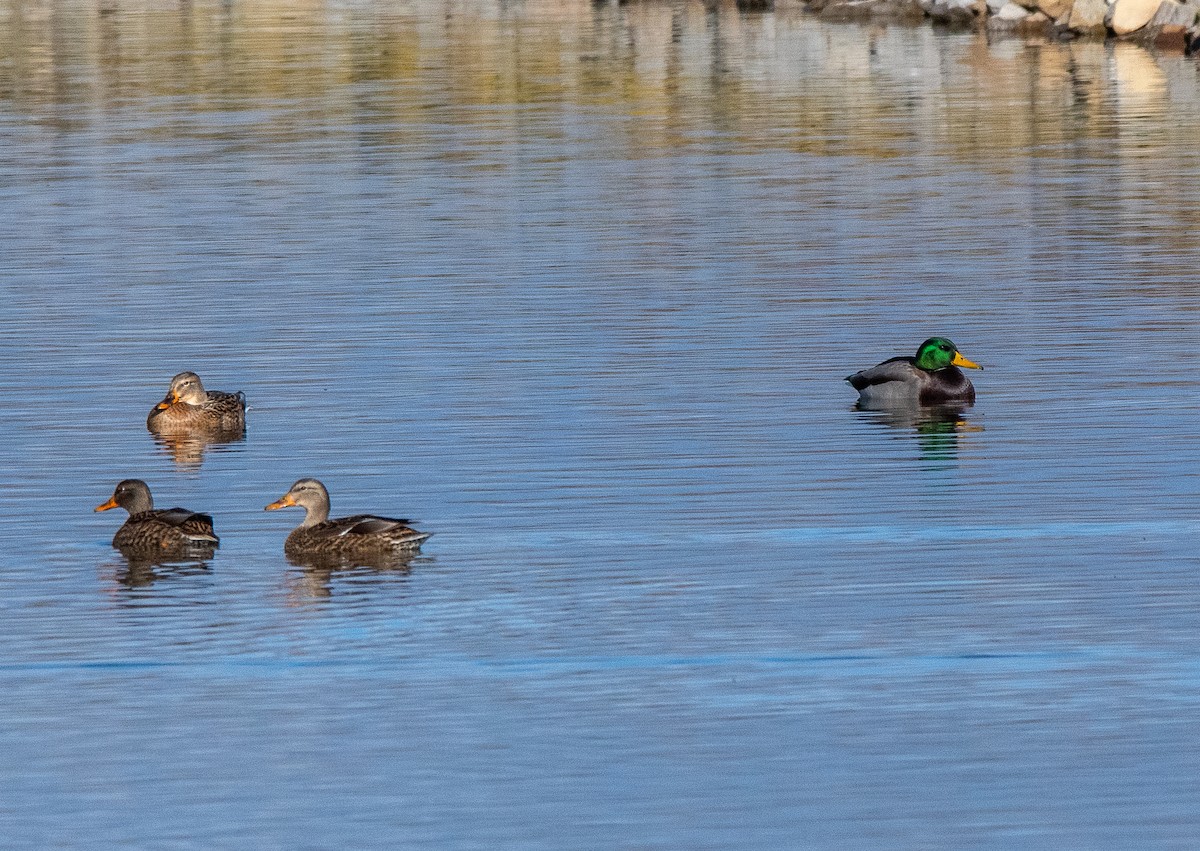 ברכיה - ML646384214
