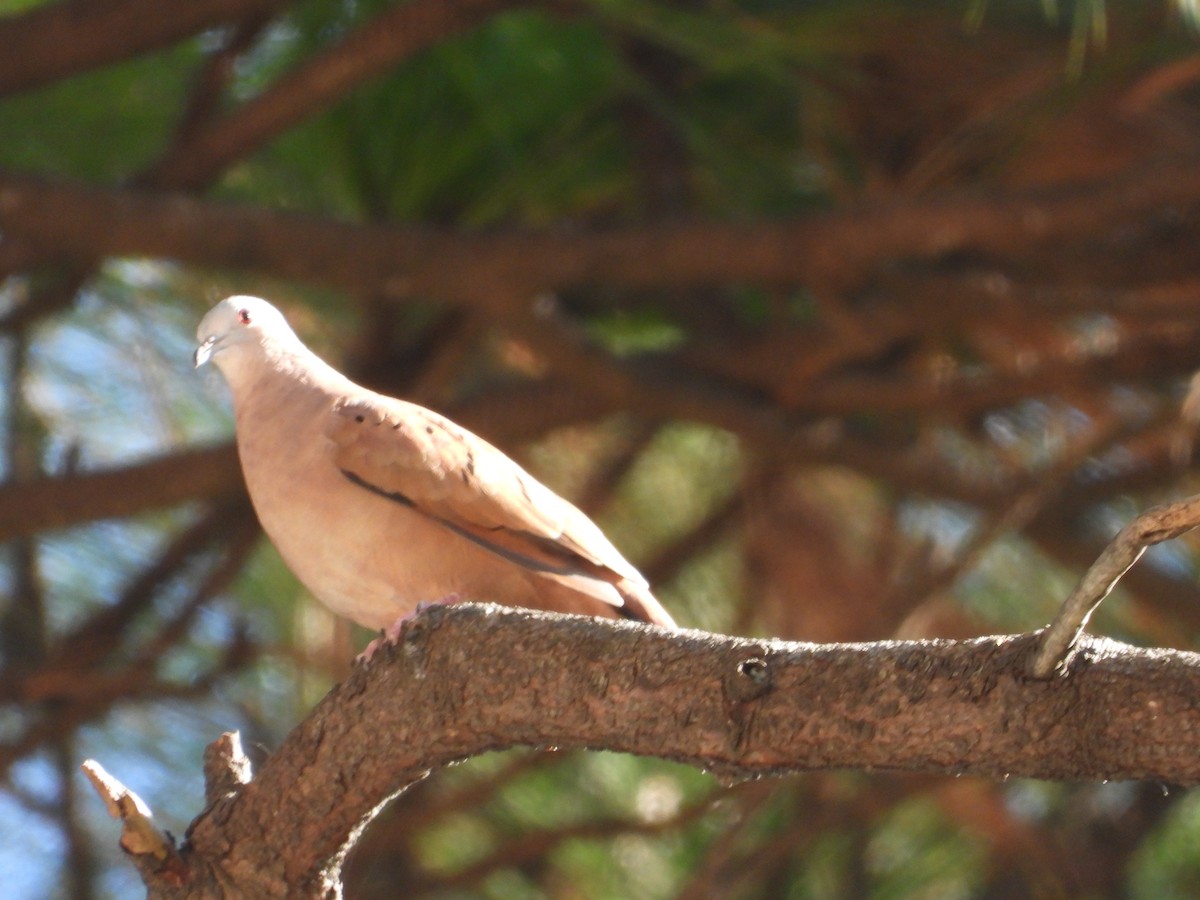 Ruddy Ground Dove - ML646384216
