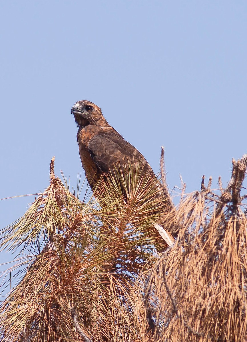 káně rudochvostá - ML646384217