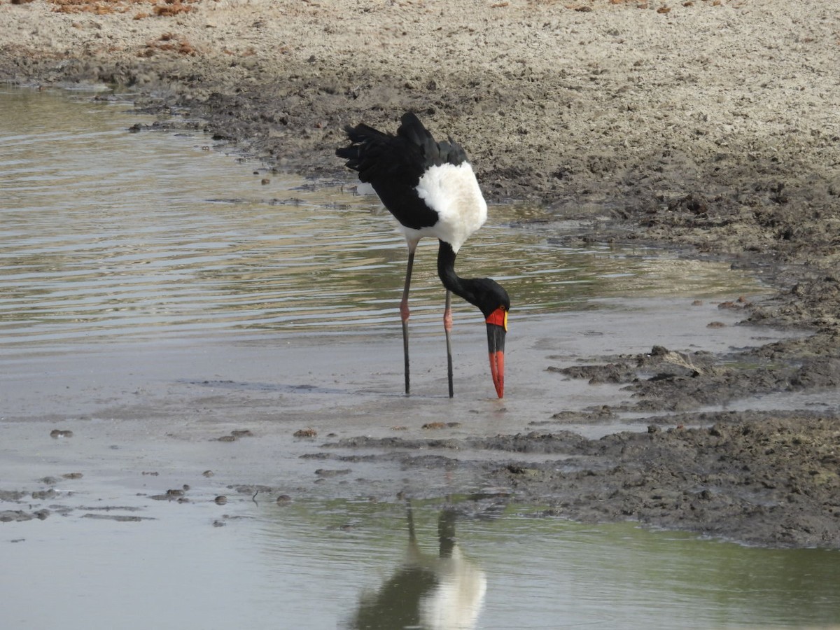 Saddle-billed Stork - ML646384220