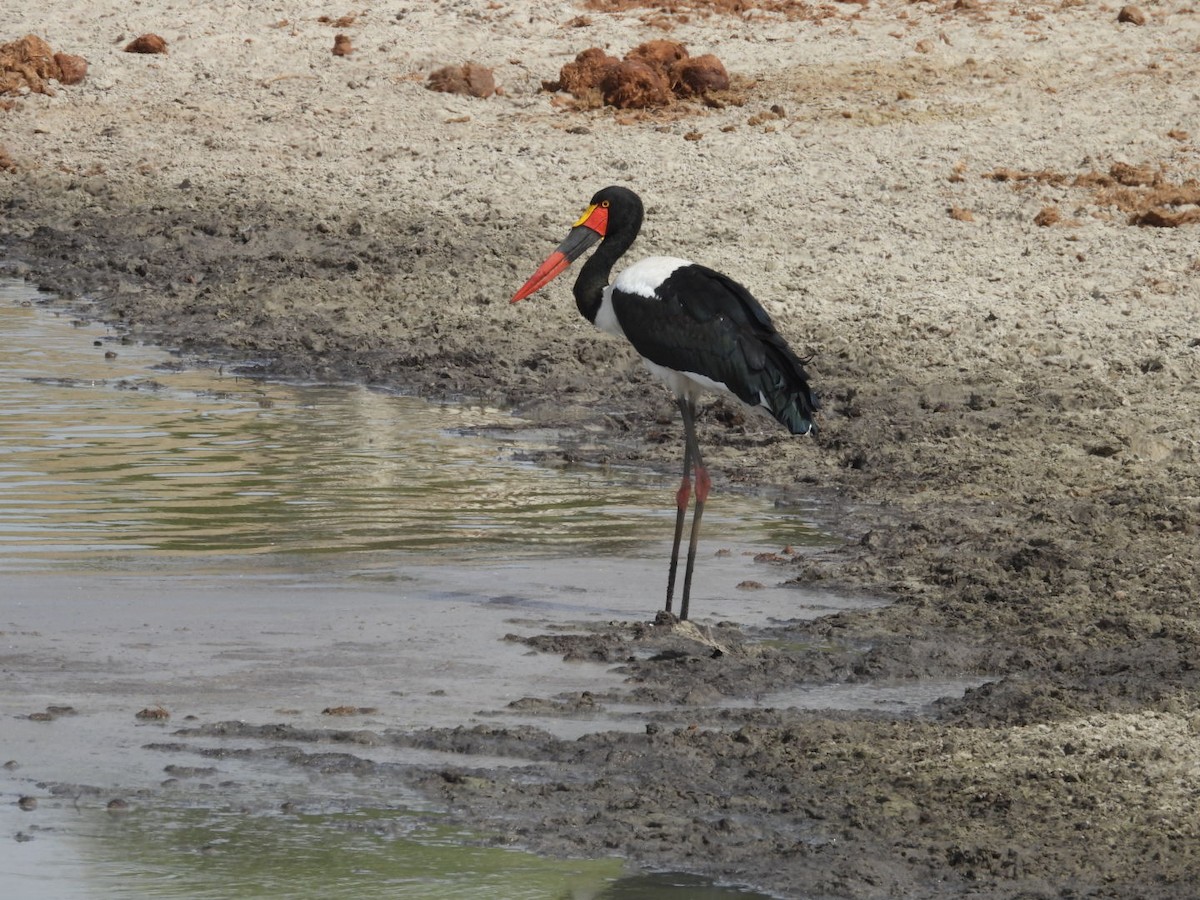 Saddle-billed Stork - ML646384221