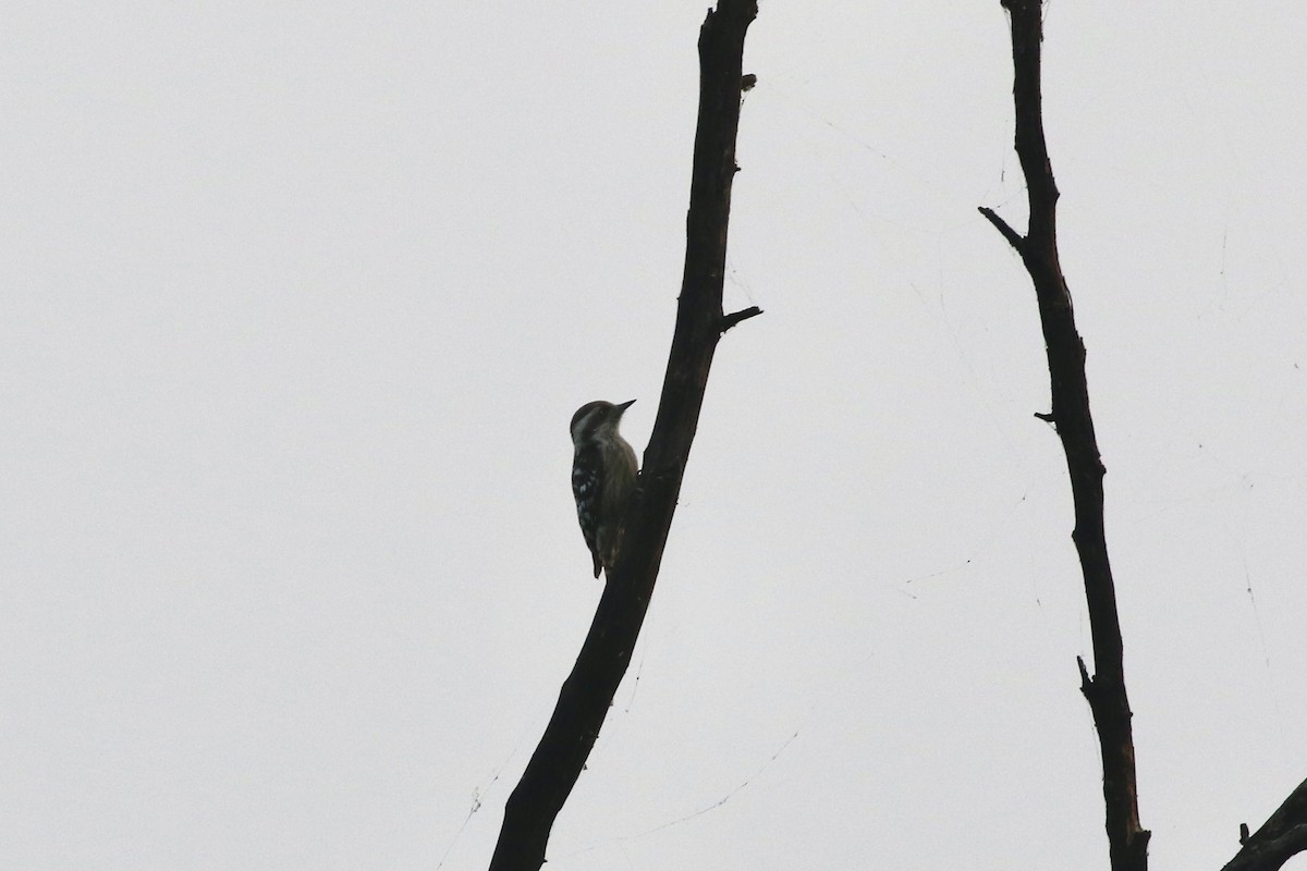 Brown-capped Pygmy Woodpecker - ML646384222