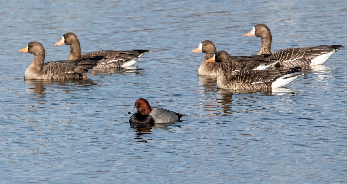 Fuligule à tête rouge - ML646384223