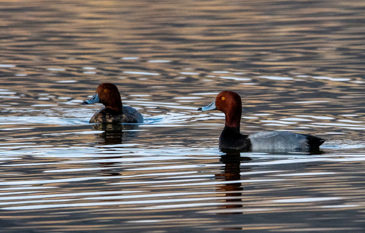 Fuligule à tête rouge - ML646384224