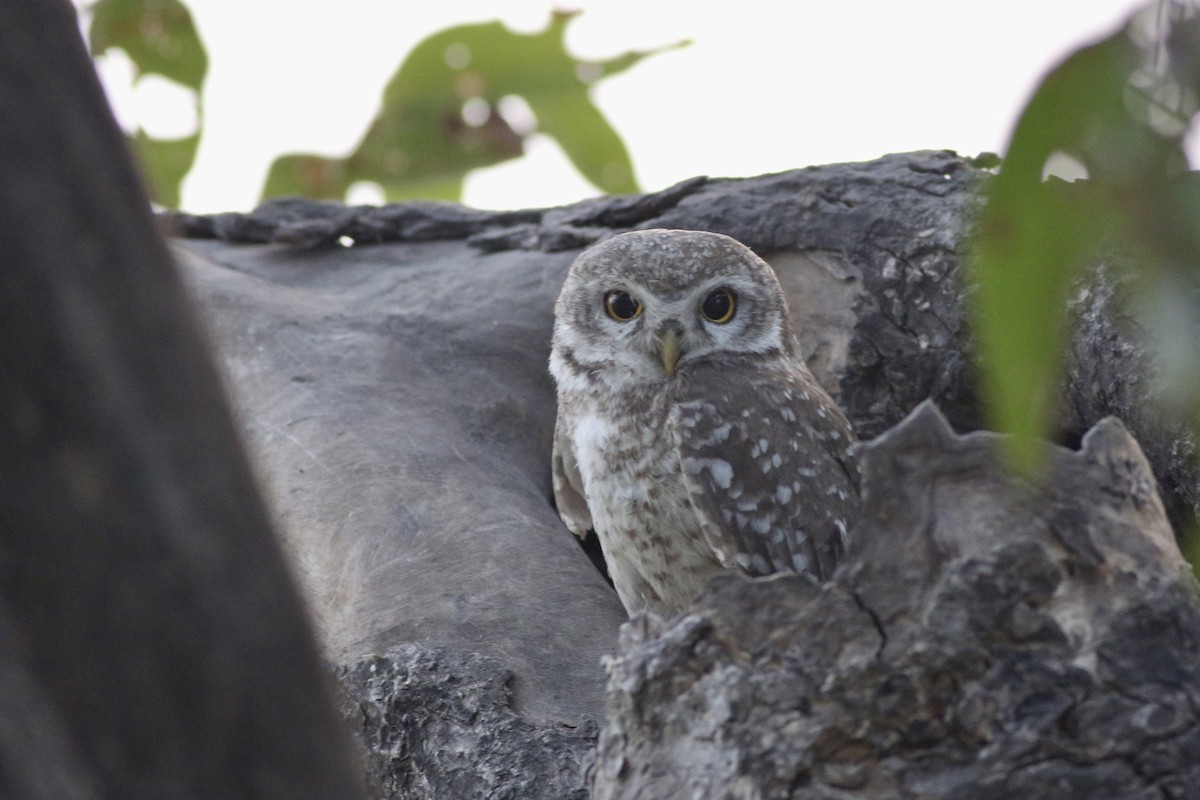 Spotted Owlet - ML646384225