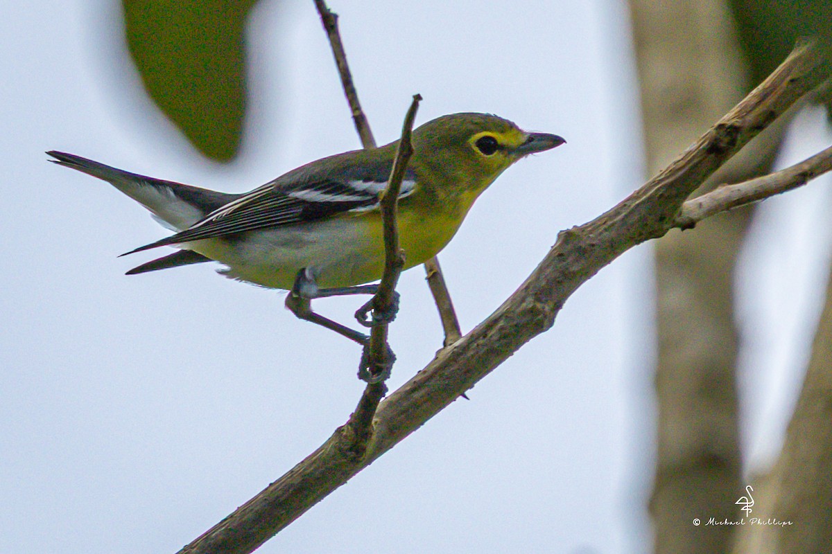 ויראו צהוב-גרון - ML646384227