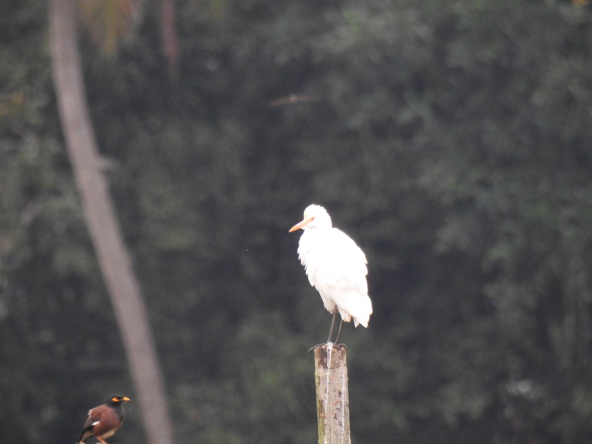 Eastern Cattle-Egret - ML646384228
