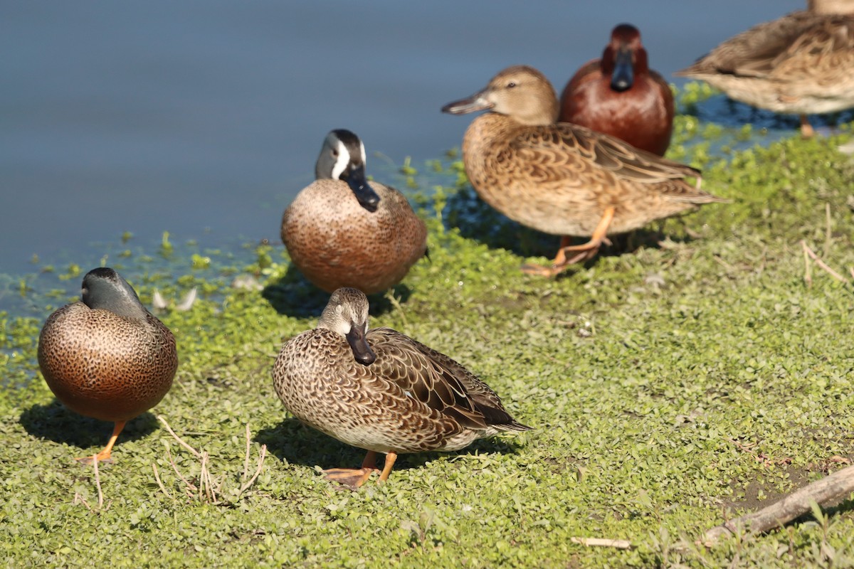 Blue-winged Teal - ML646384229