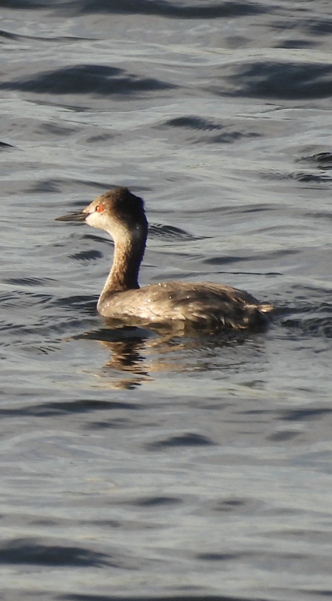 grebe sp. - ML646384230