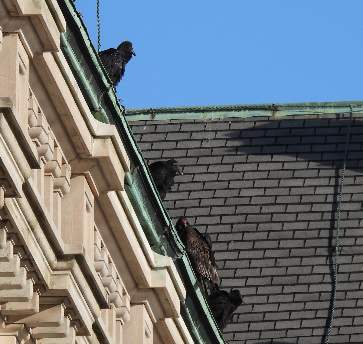 Катарта чорна - ML646384232