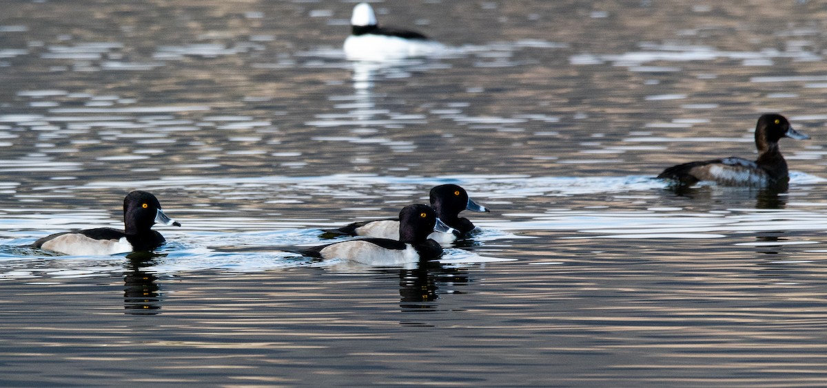 Fuligule à collier - ML646384233