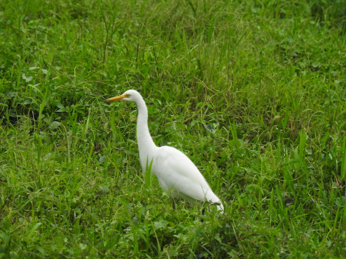 Medium Egret - ML646384234