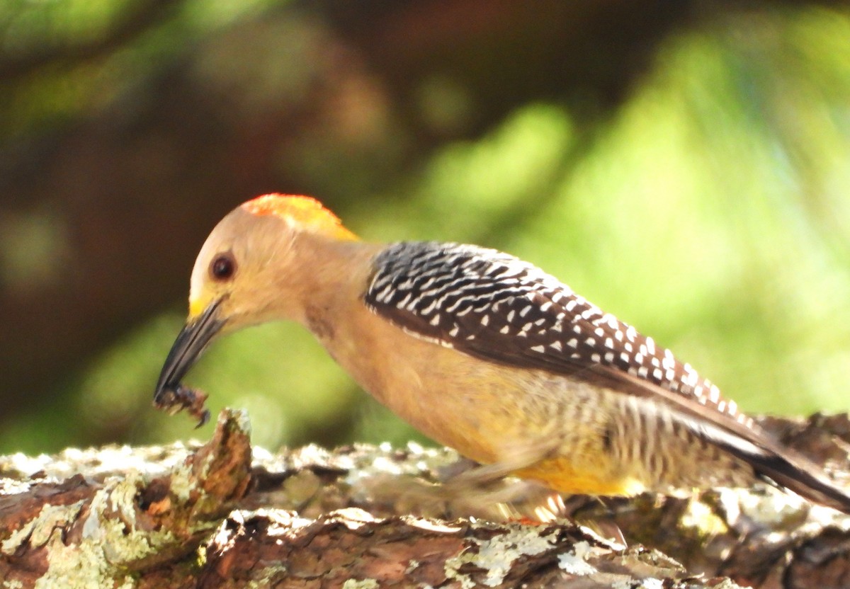 mesquitespett - ML646384235