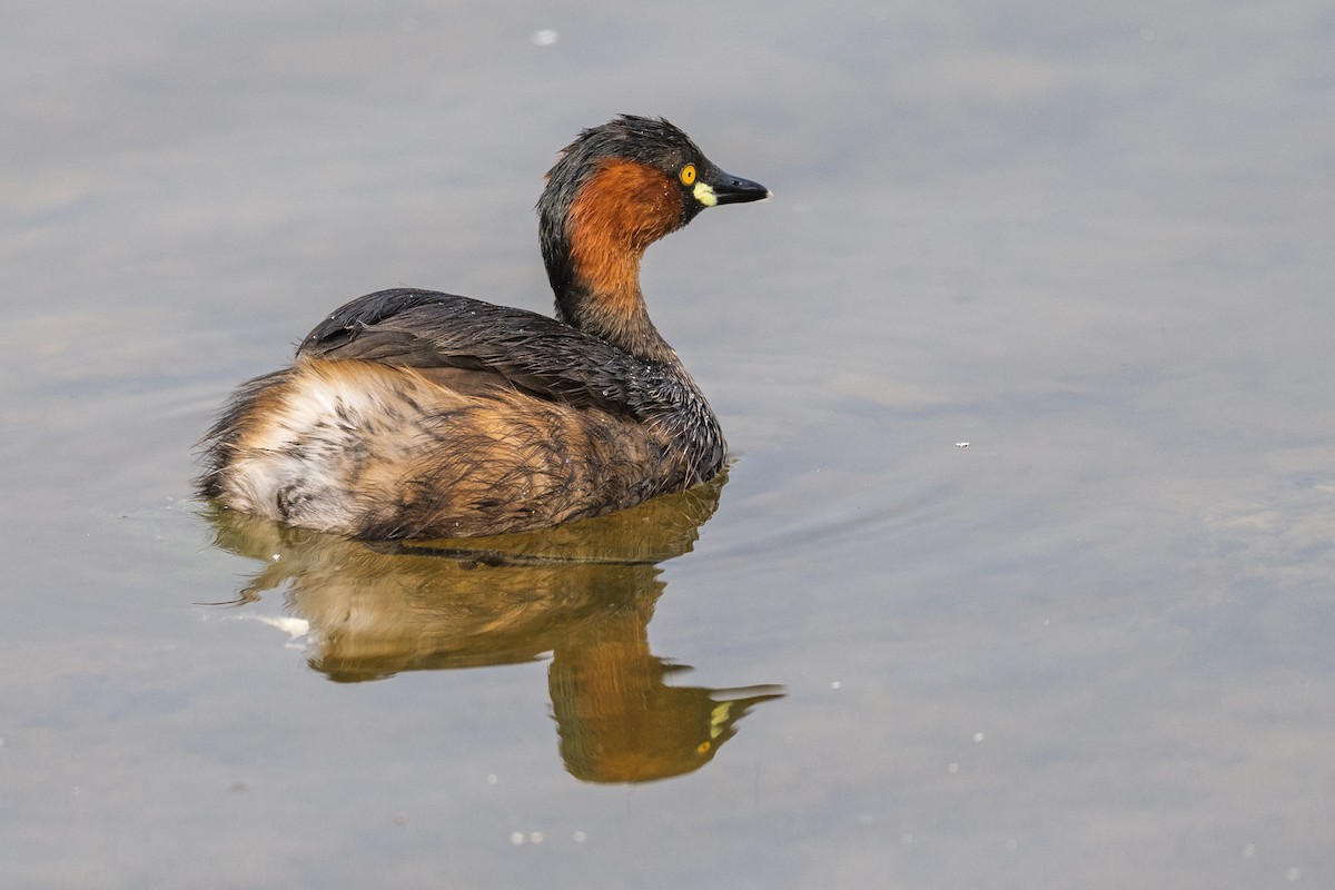 Little Grebe - ML646384236