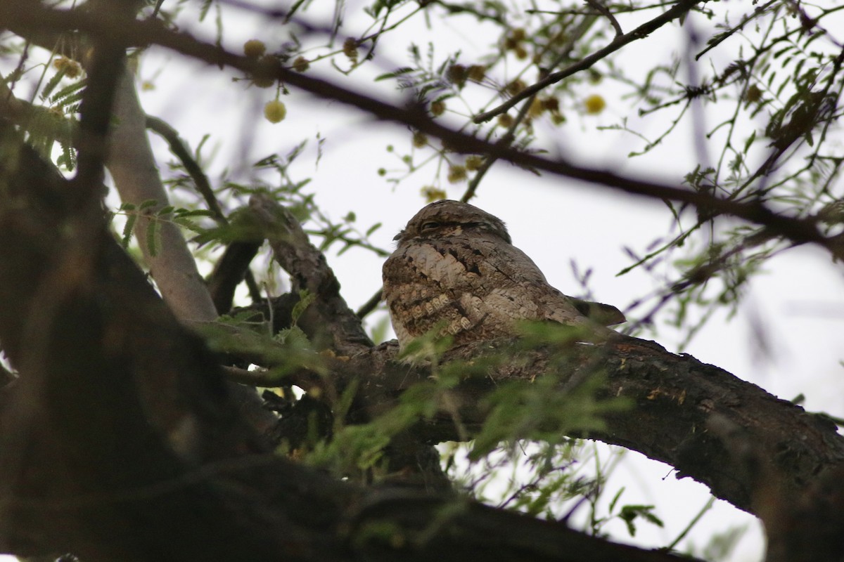 Jungle Nightjar - ML646384238