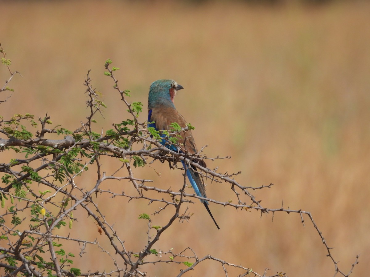 Lilac-breasted Roller - ML646384241