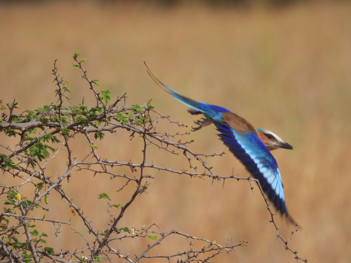 Lilac-breasted Roller - ML646384242