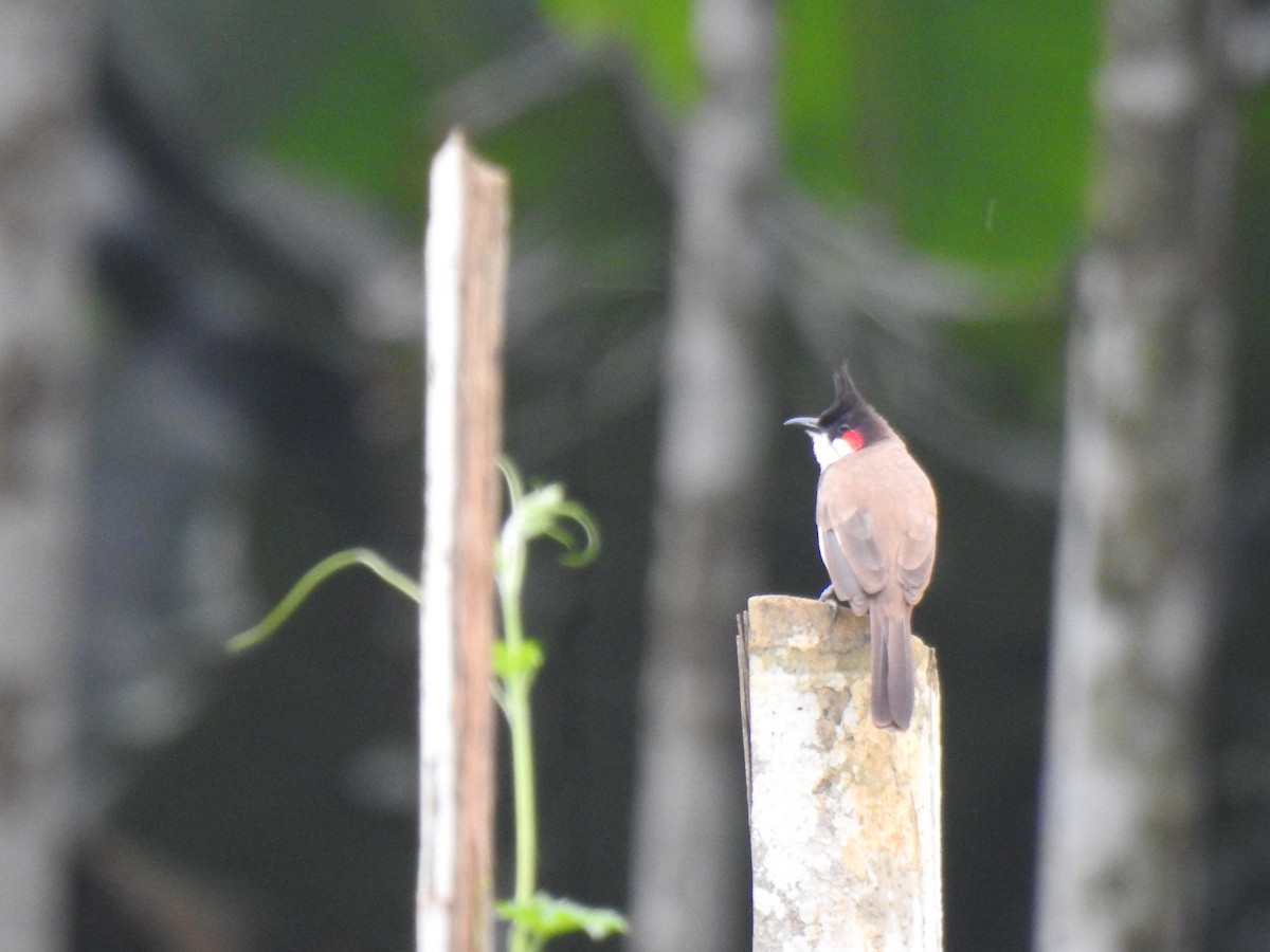 Red-whiskered Bulbul - ML646384243