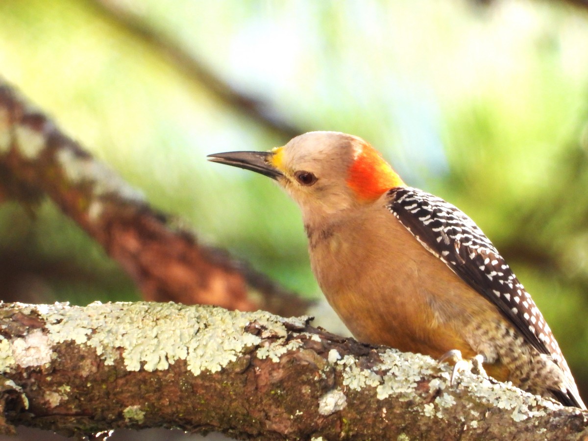 Golden-fronted Woodpecker - ML646384244
