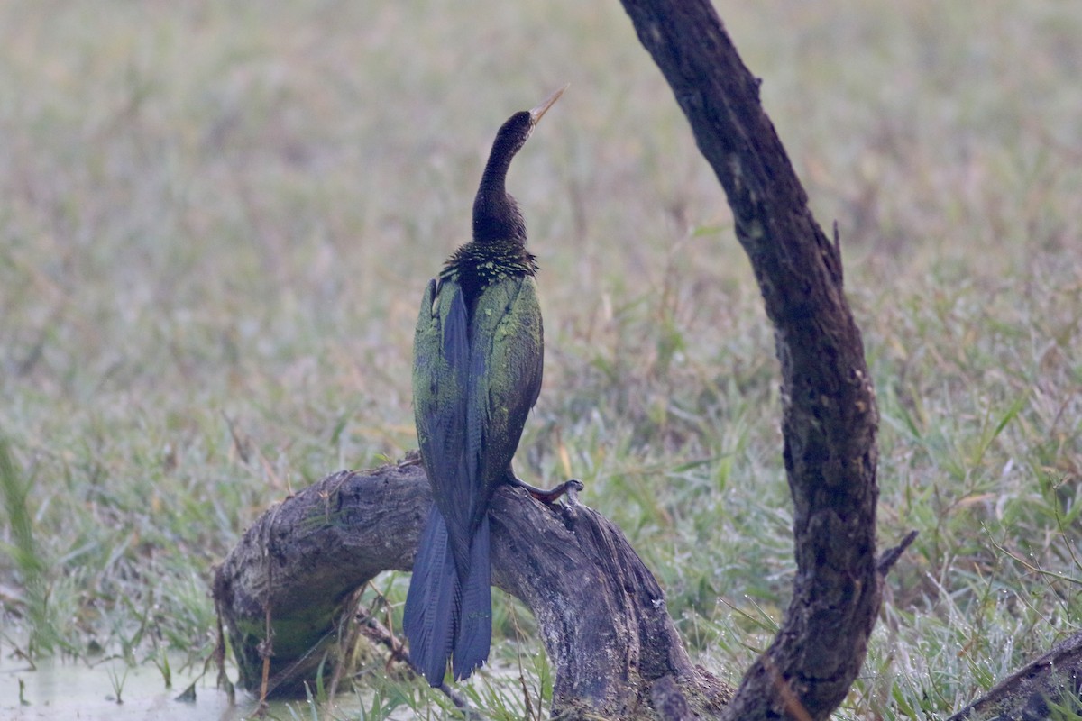 Oriental Darter - ML646384247