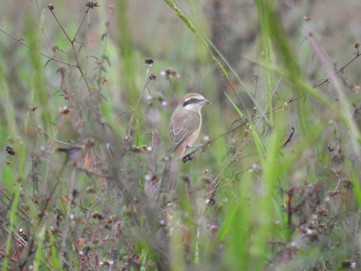 紅尾伯勞 - ML646384248