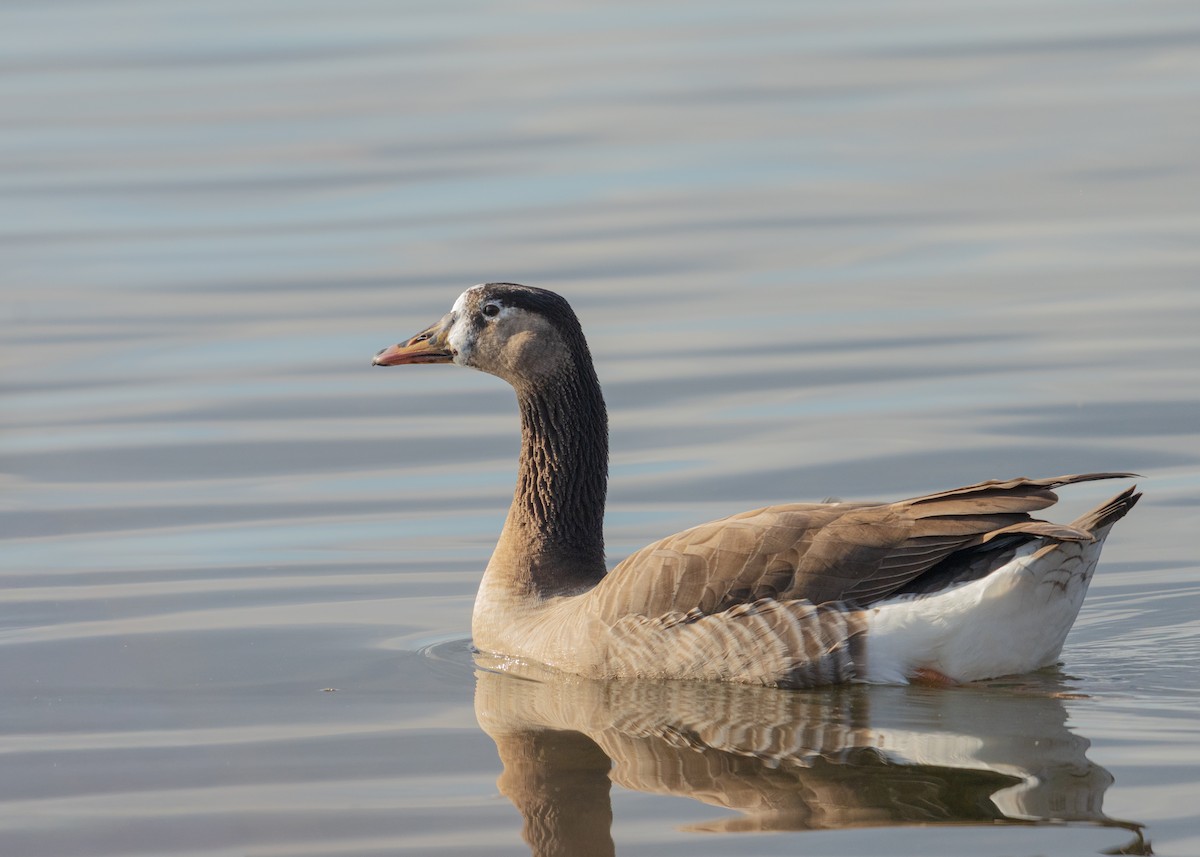 灰雁 - ML646384249