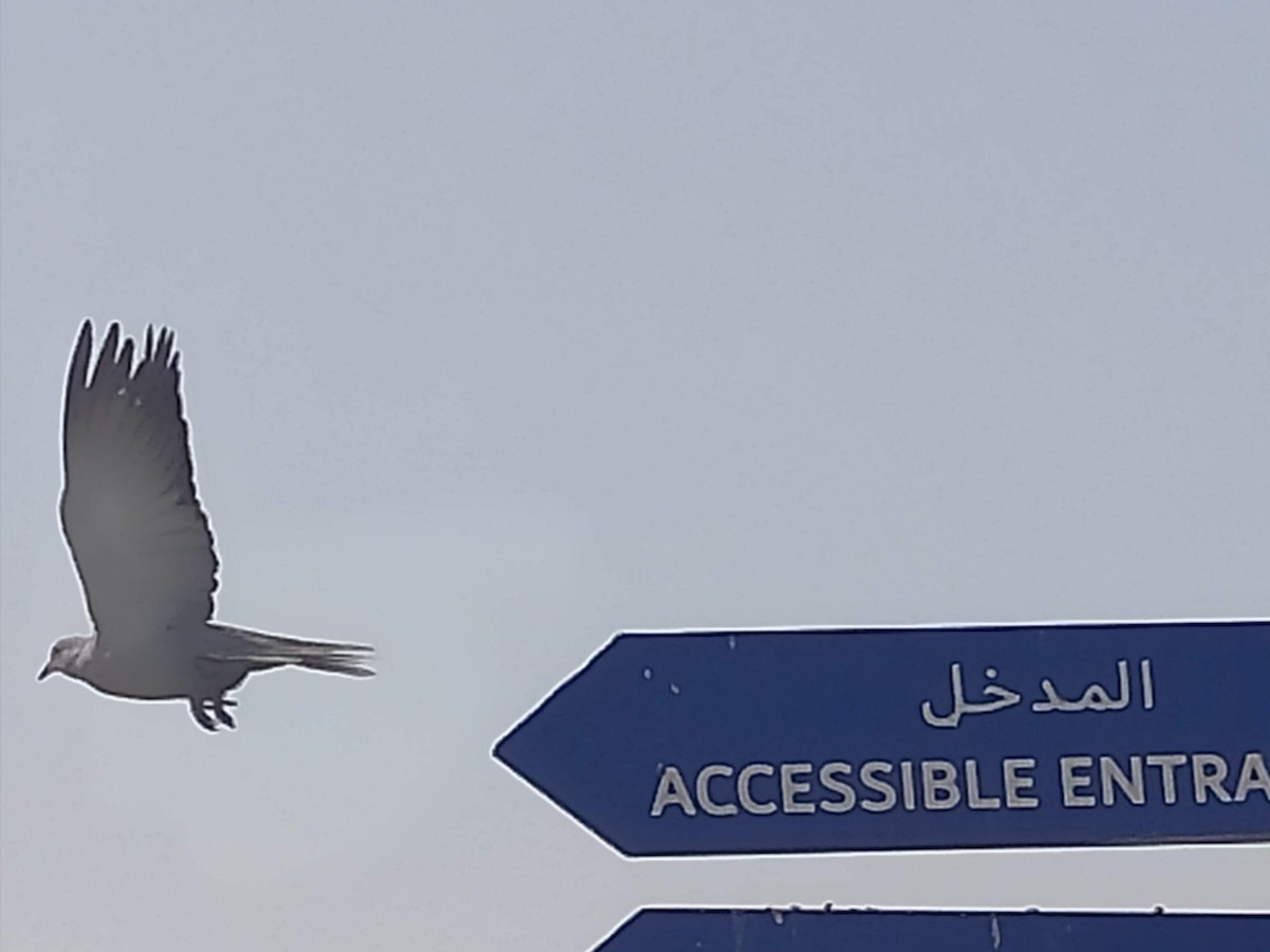 灰斑鳩 - ML646384251