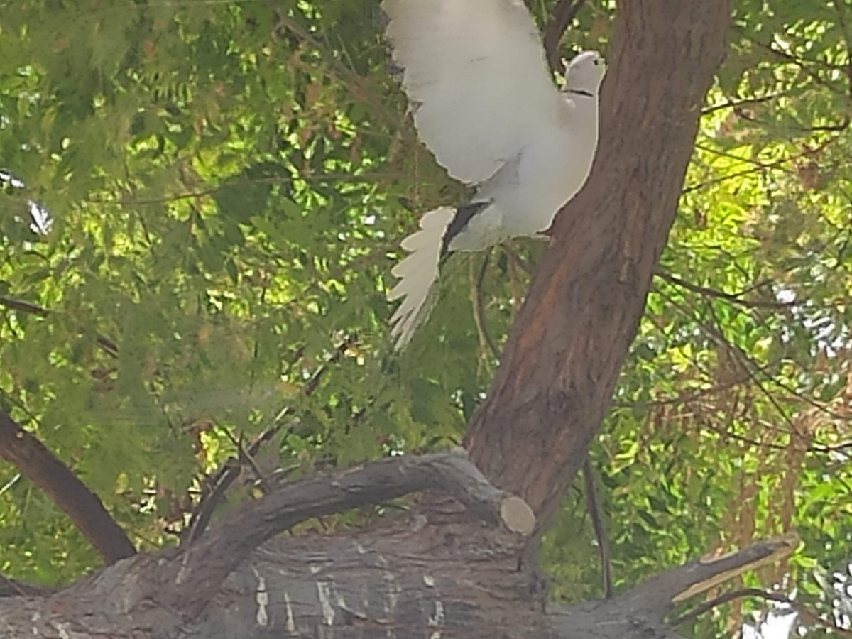 灰斑鳩 - ML646384252