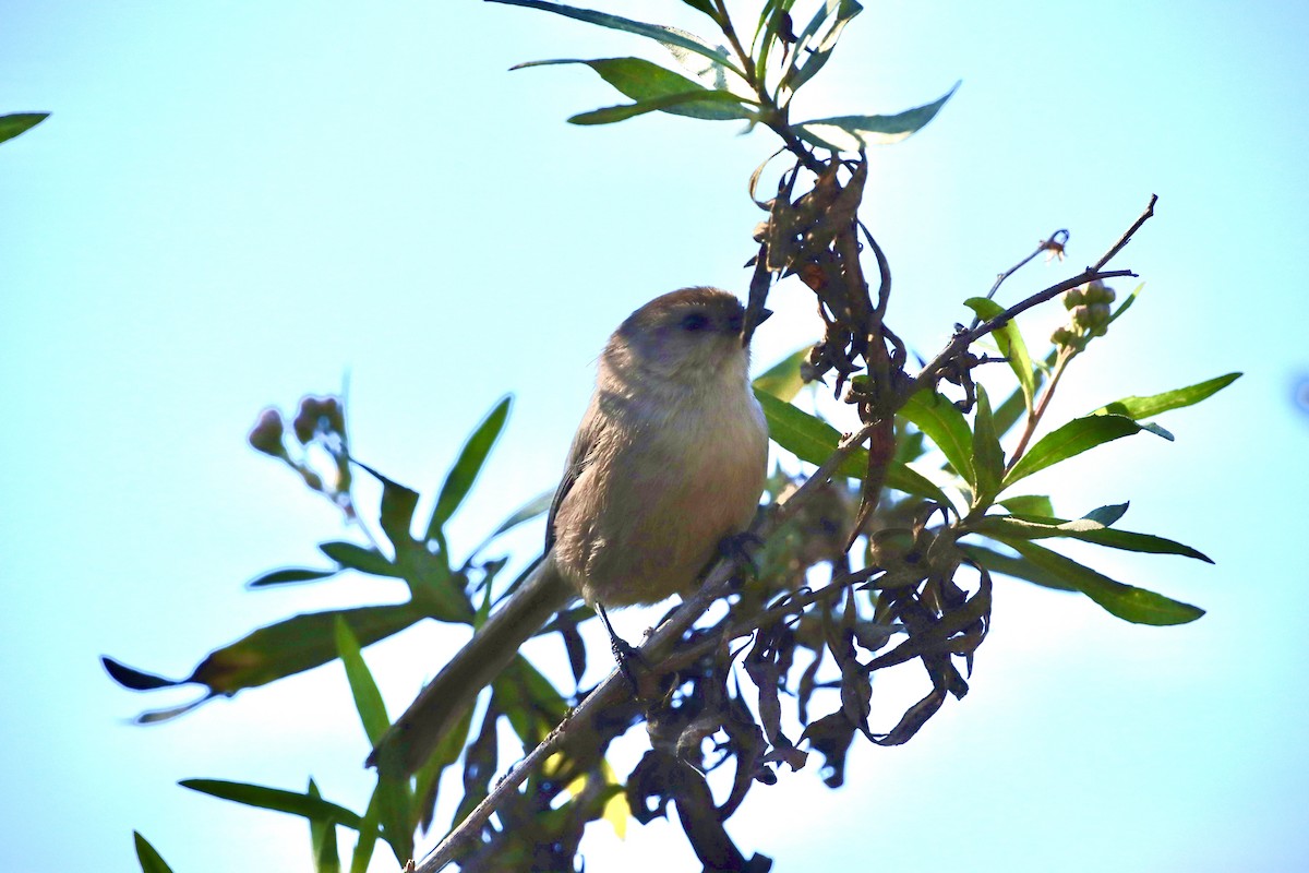 Bushtit - ML646384253