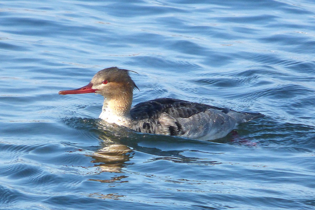 紅胸秋沙 - ML646384254