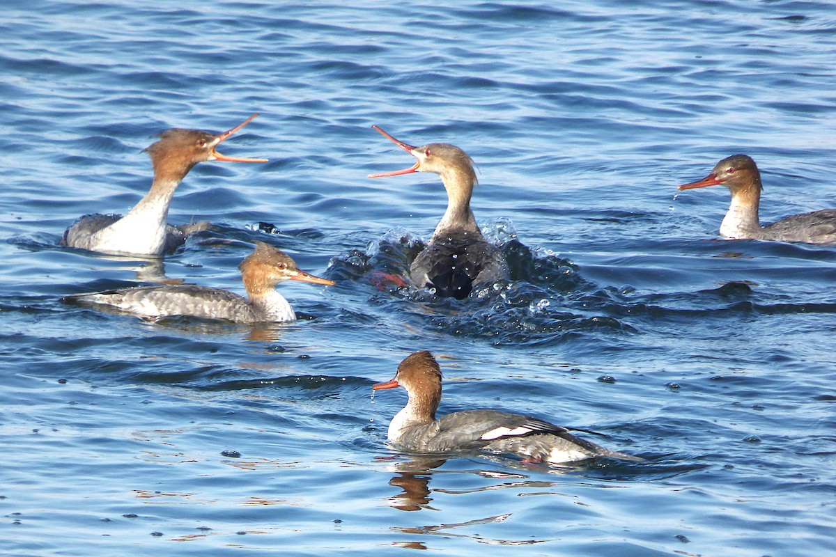 紅胸秋沙 - ML646384255