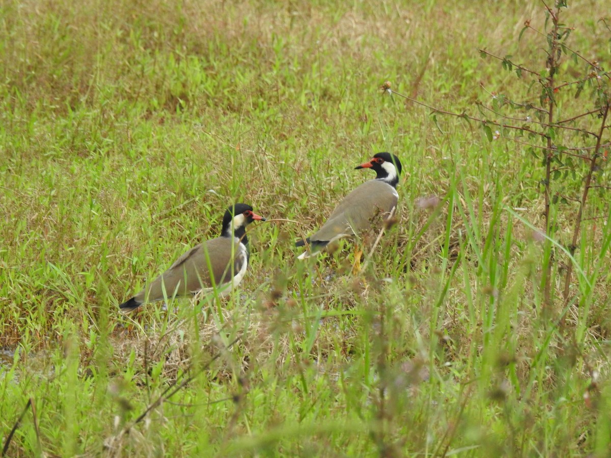 Red-wattled Lapwing - ML646384256