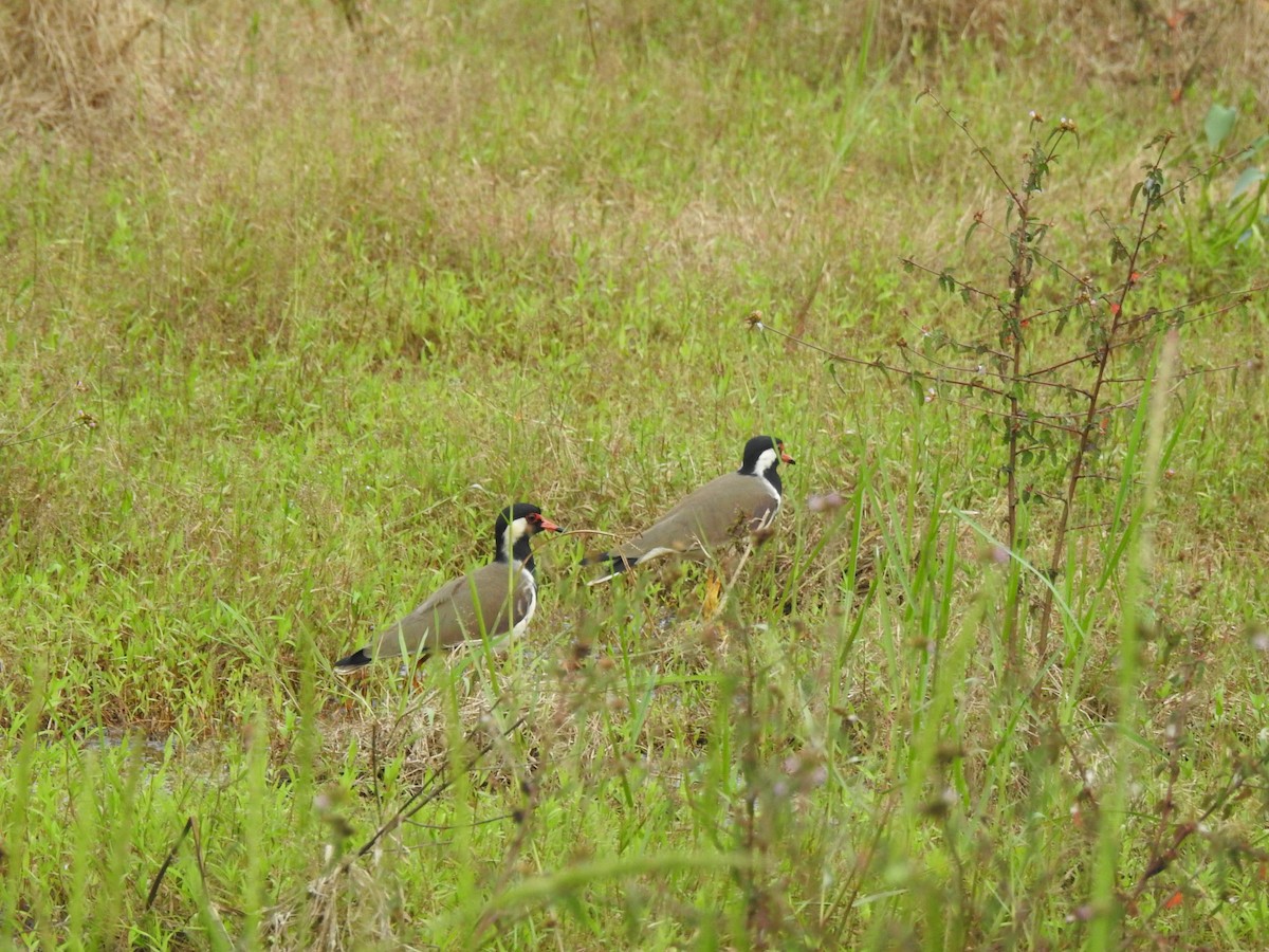 Red-wattled Lapwing - ML646384257