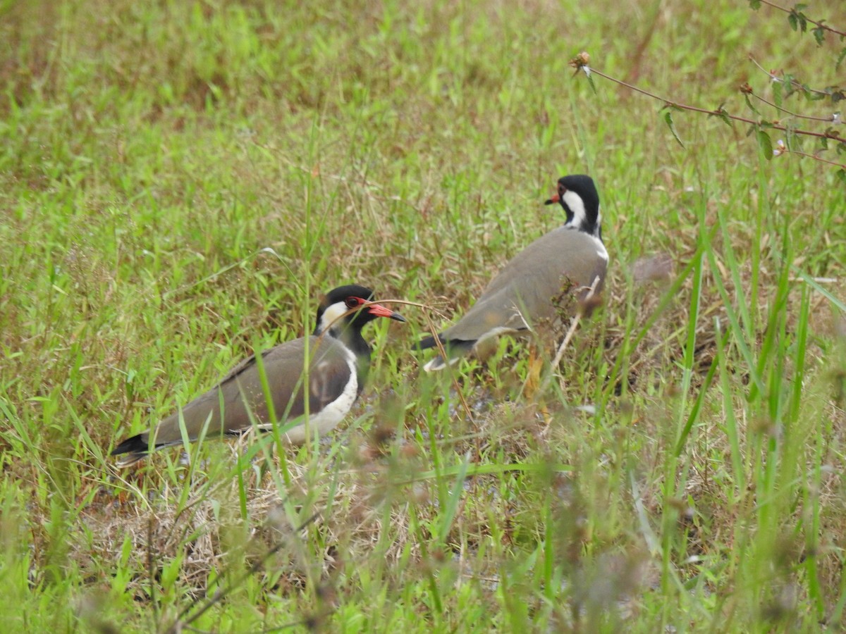 Red-wattled Lapwing - ML646384258