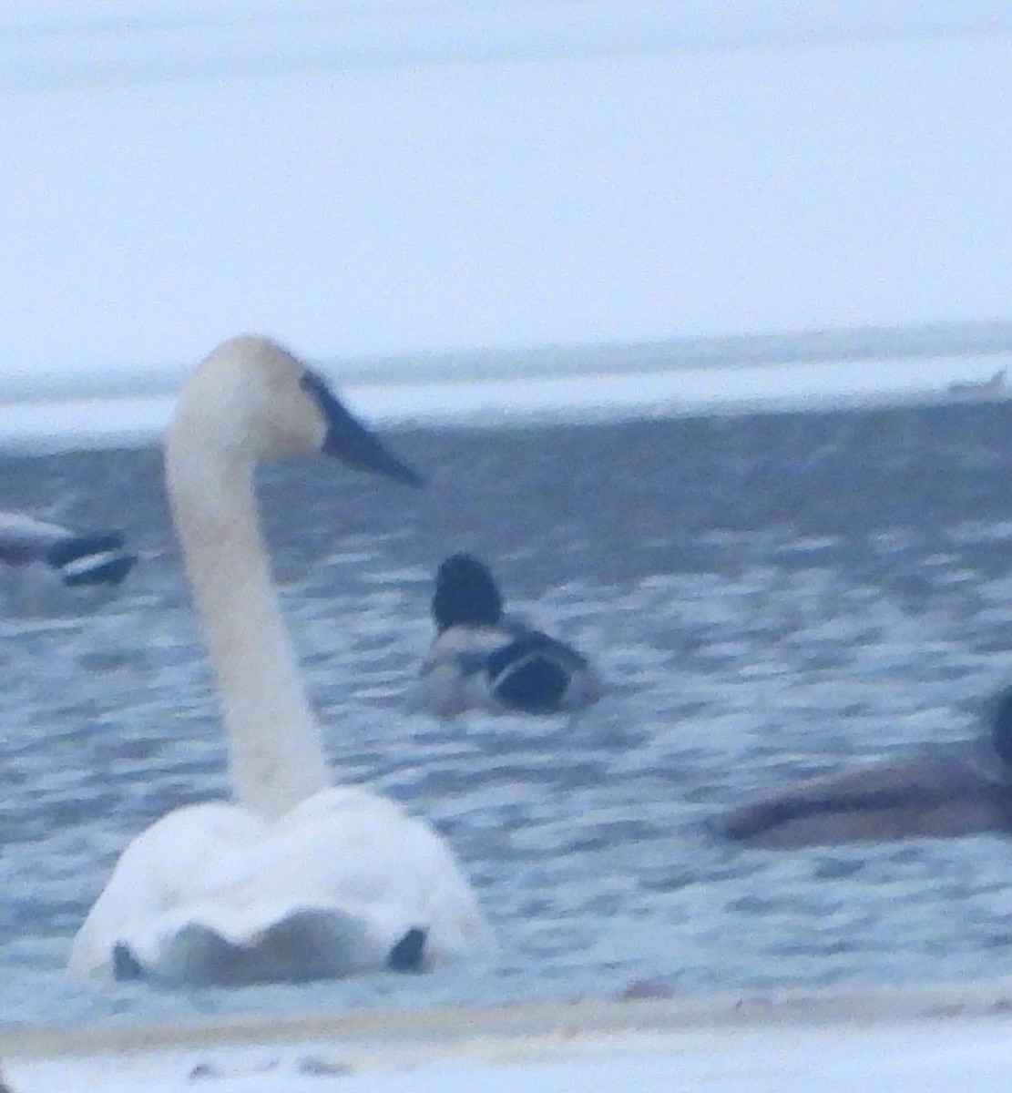 Trumpeter Swan - ML646384260