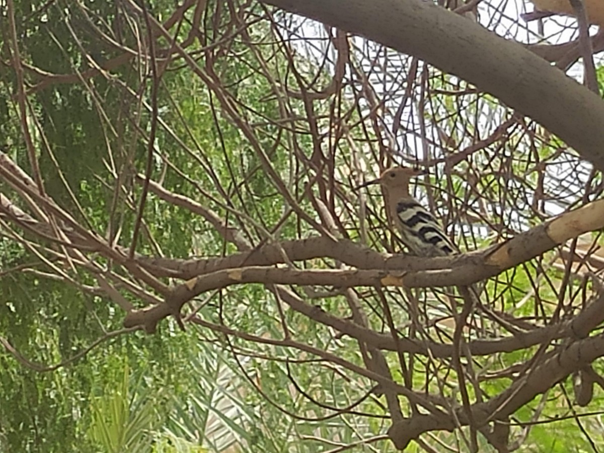 戴勝 - ML646384261