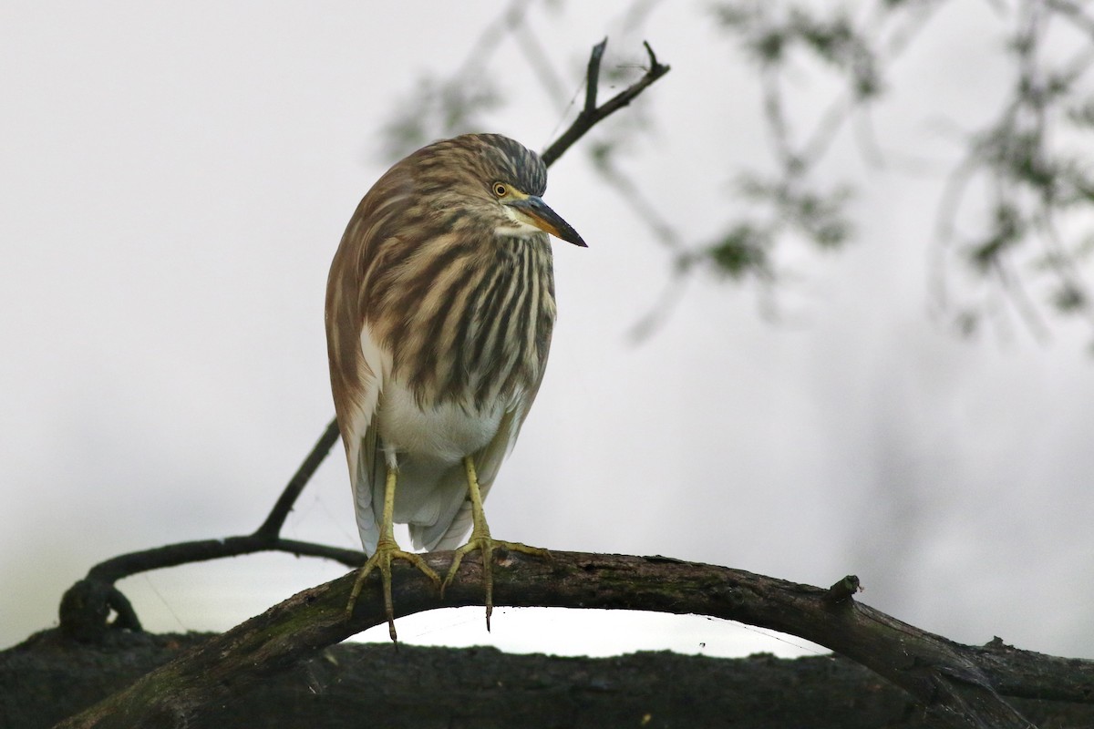 Garcilla India - ML646384262