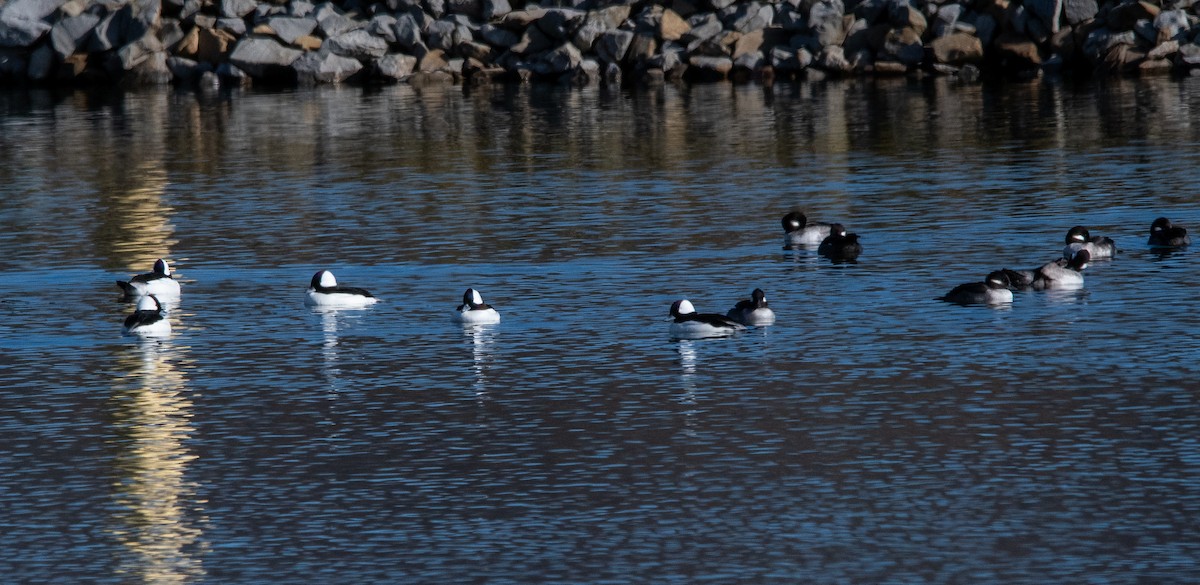 Bufflehead - ML646384263