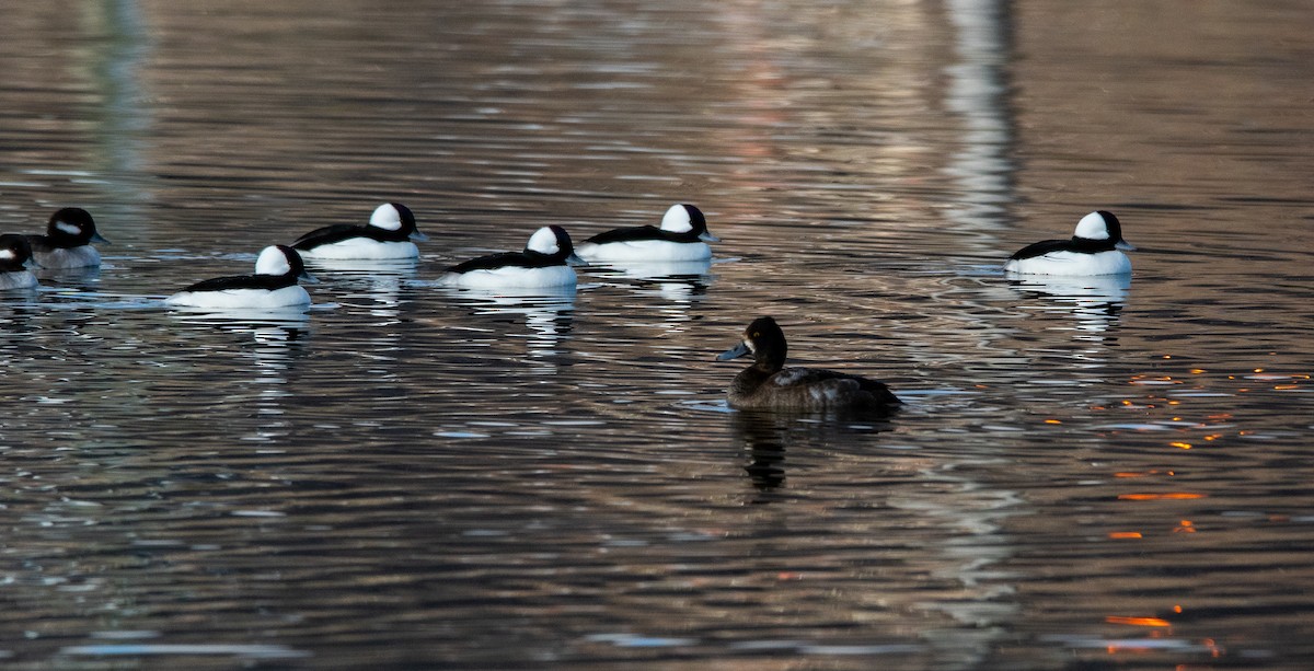 Bufflehead - ML646384264