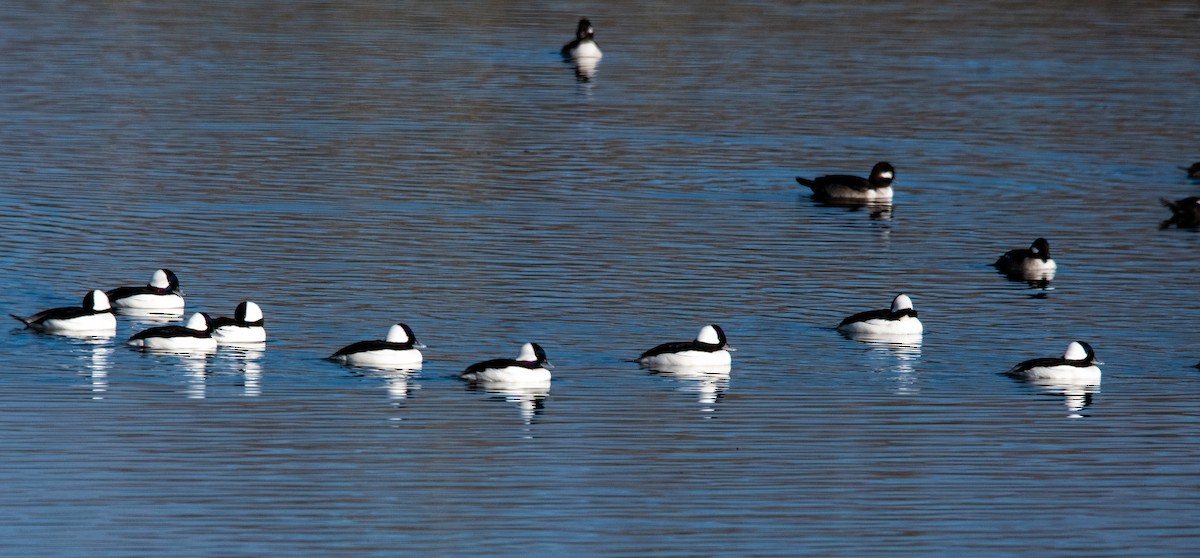 Bufflehead - ML646384265