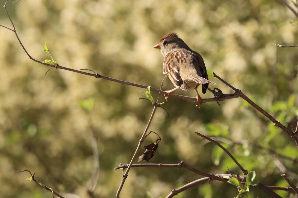 White-crowned Sparrow - ML646384266