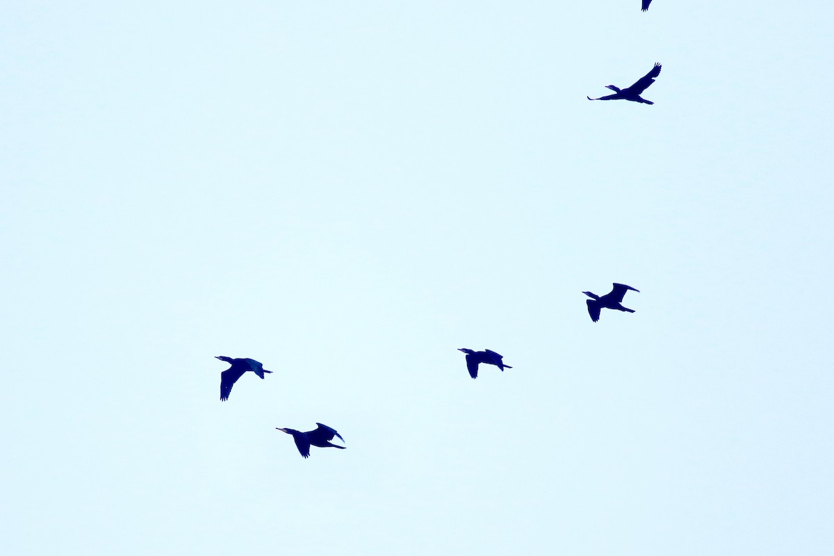 Great Cormorant - ML646384267