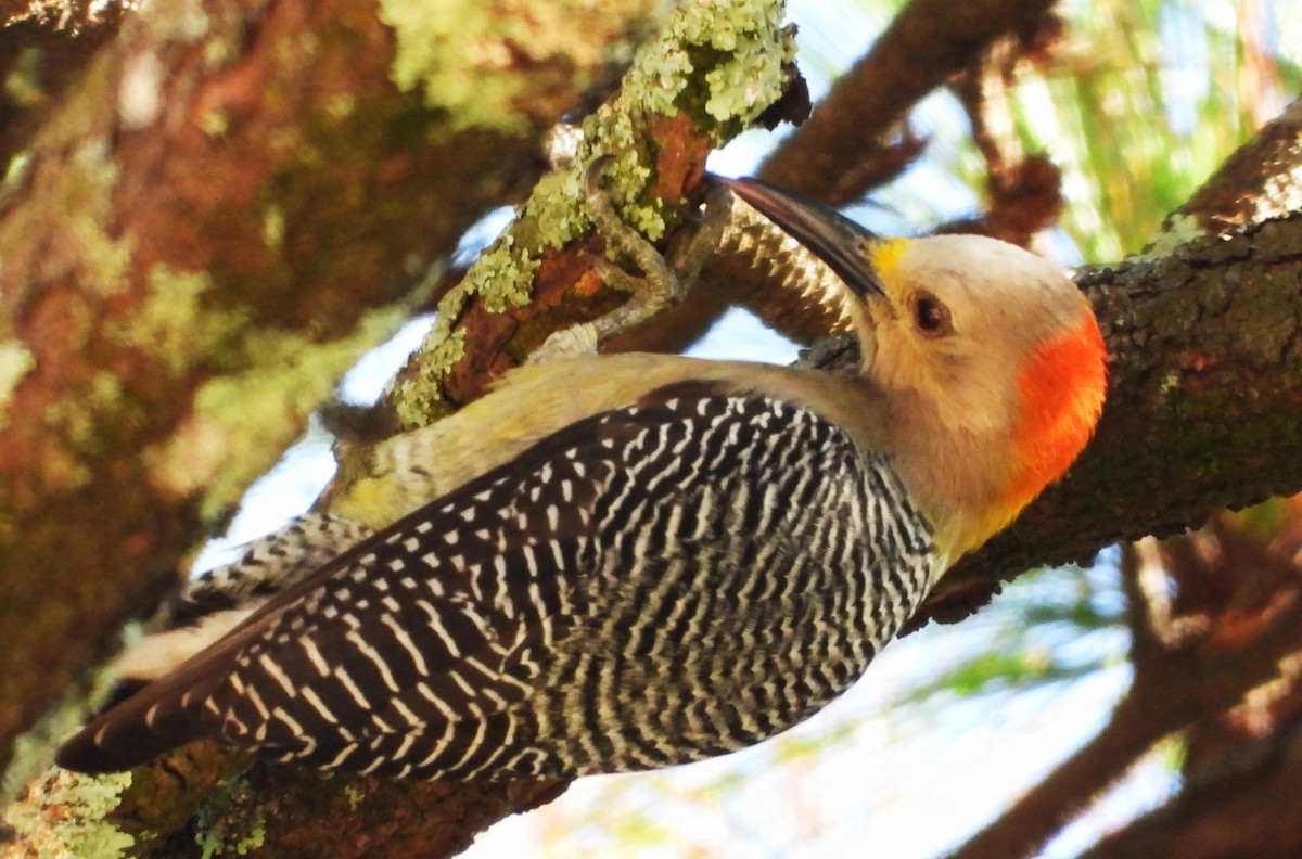 Golden-fronted Woodpecker - ML646384269