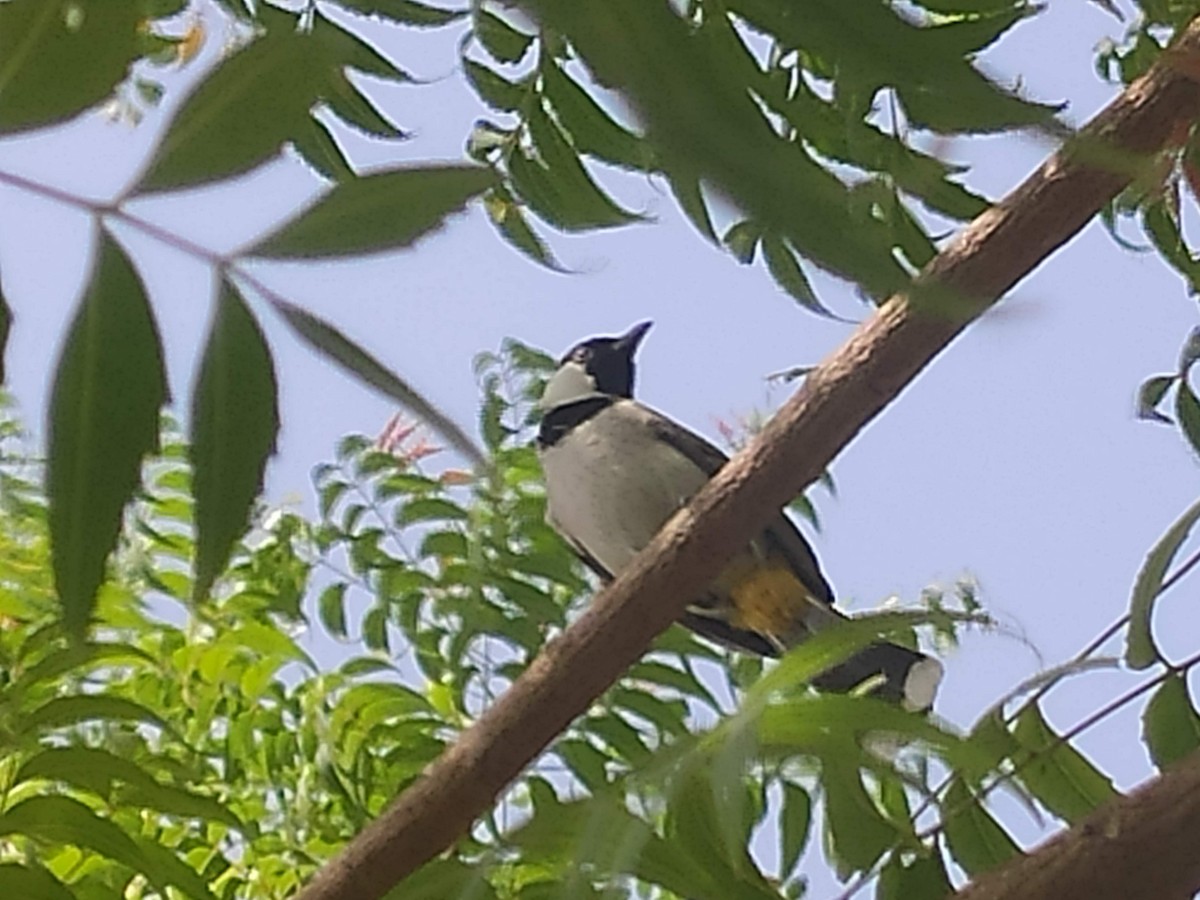 White-eared Bulbul - ML646384270