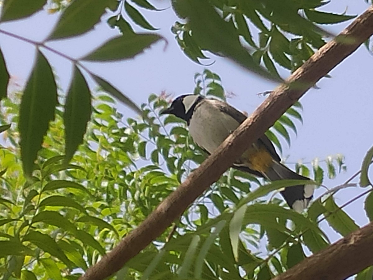 White-eared Bulbul - ML646384271
