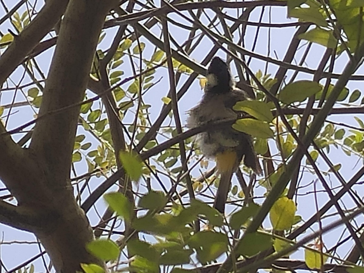 White-eared Bulbul - ML646384272